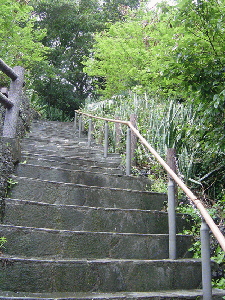 父島写真02-24