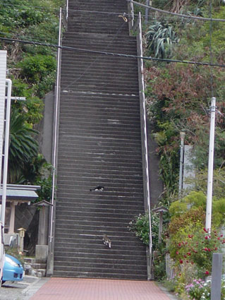 父島写真07-27