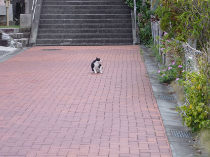 父島写真07-29