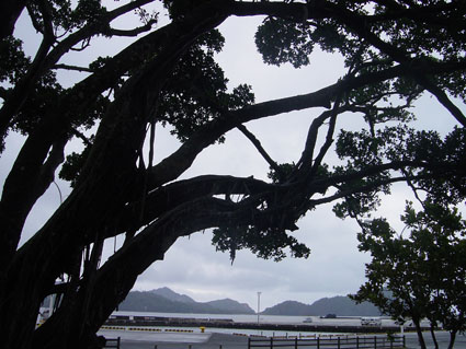 父島写真14-08