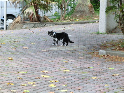 父島写真16-11